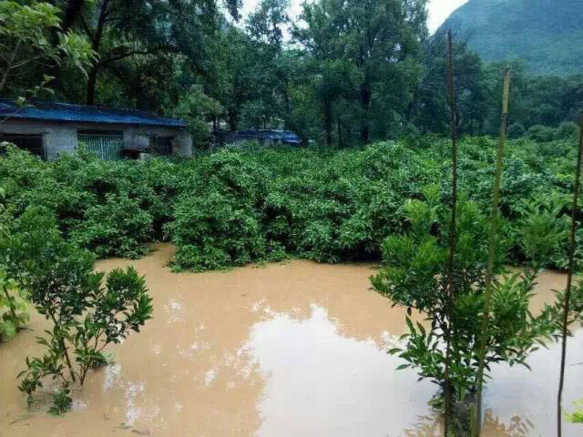 水災(zāi)后柑橘樹如何護(hù)理？